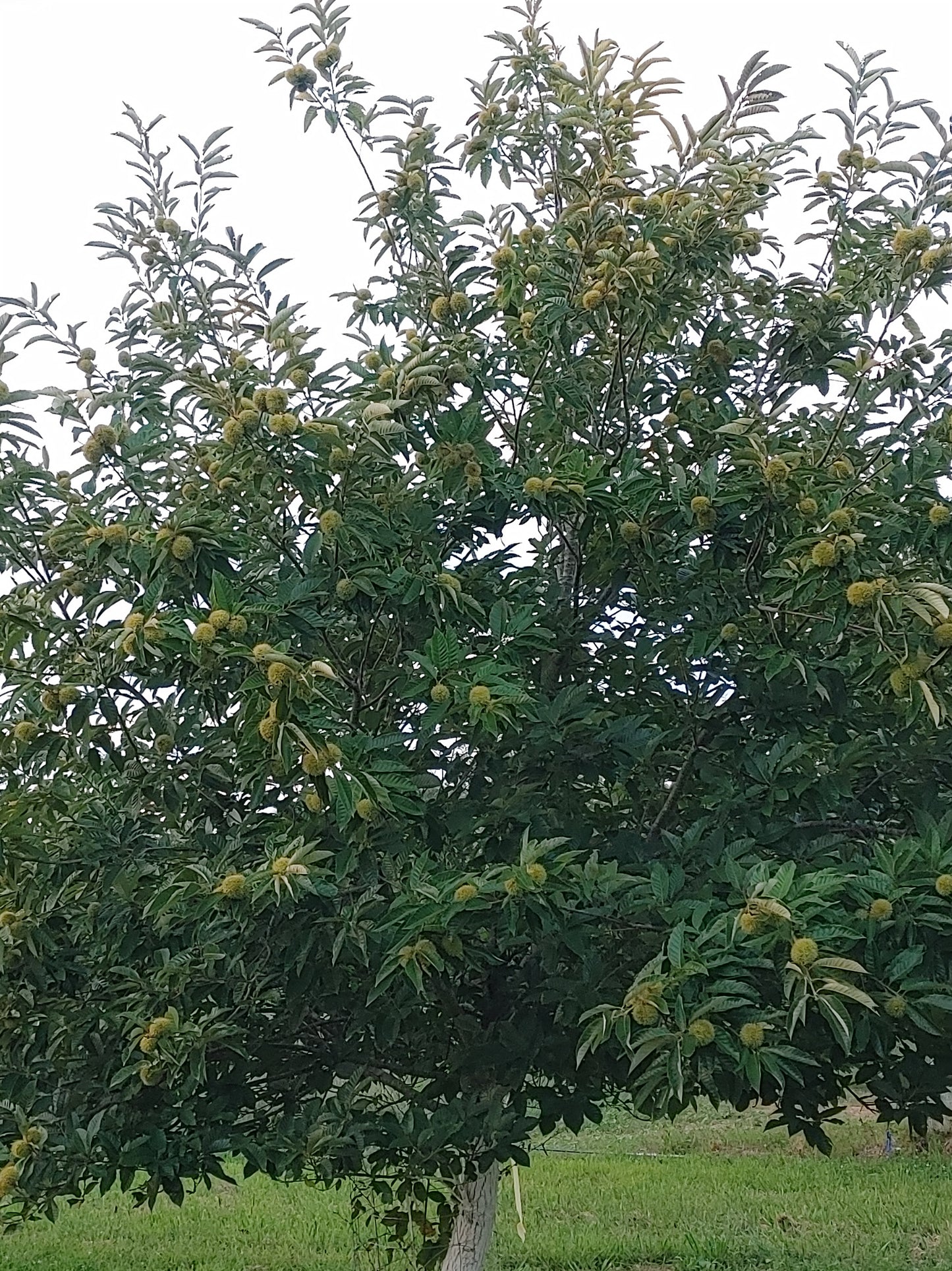 "Qing" seedling seed nuts - shipping included