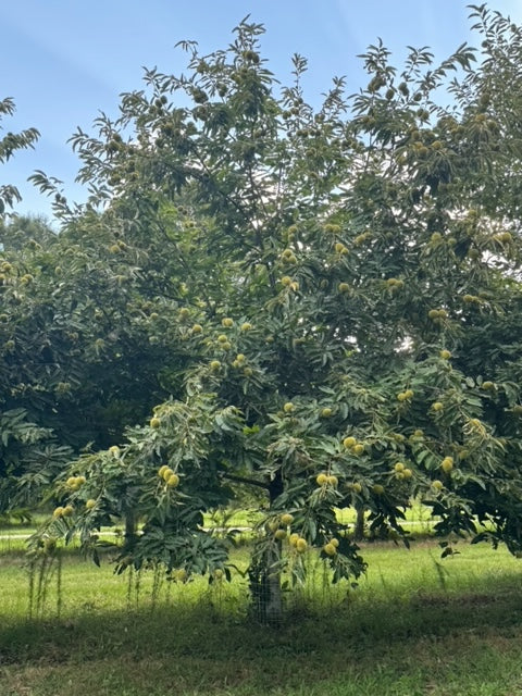 "Orchard Mix" seedling seed nuts - shipping included