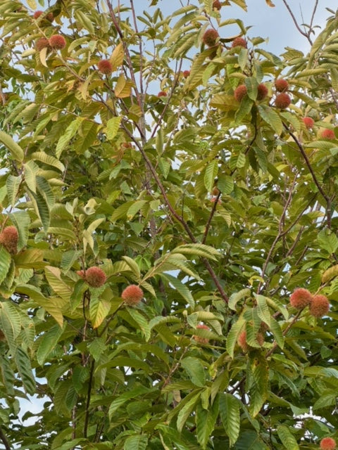 "Liu" seedling seed nuts - shipping included