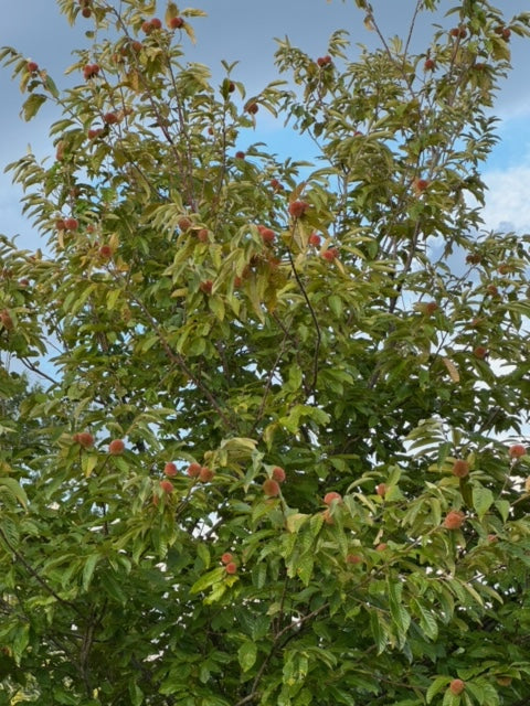 "Liu" seedling seed nuts - shipping included