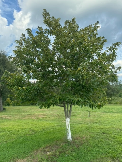 "Sleeping Giant" seedling seed nuts - shipping included