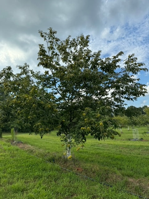 "Peach" seedling seed nuts - shipping included