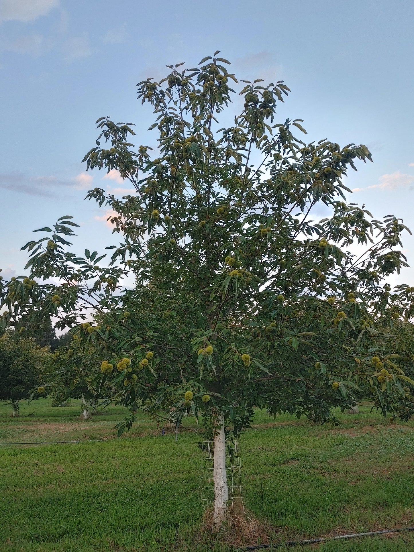 "Luvall's Monster" seedling seed nuts - shipping included