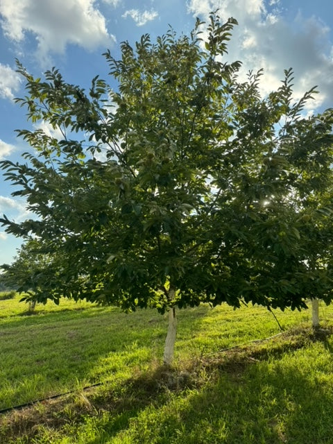 "Sleeping Giant" seedling seed nuts - shipping included